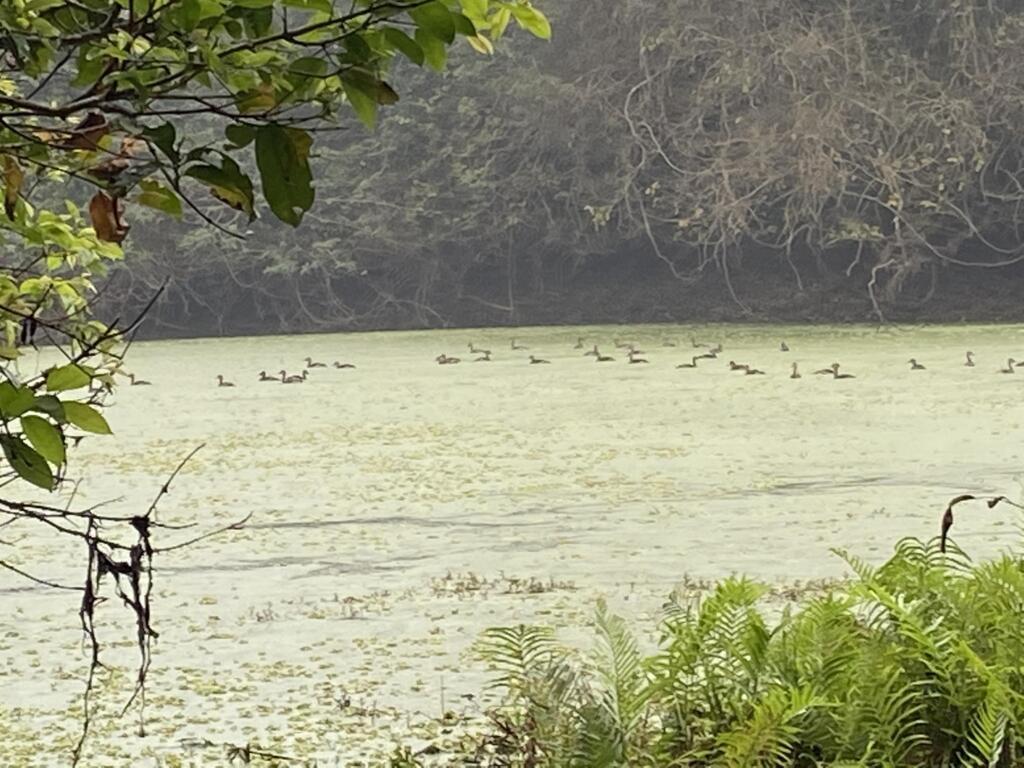 Some of the hundreds of native and migrant bird species.