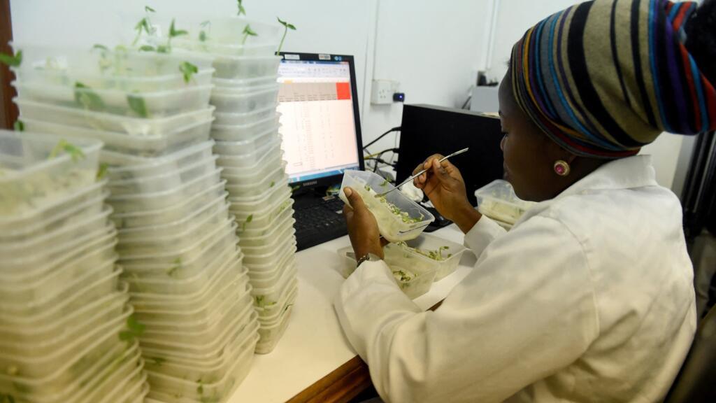 La scientifique Kafayat Falana tente de tester la viabilité des graines germées de niébé dans le laboratoire de l'Institut international d'agriculture tropicale (IITA) à Ibadan, dans le sud-ouest du Nigeria, le 22 juin 2017. (Image d'illustration)