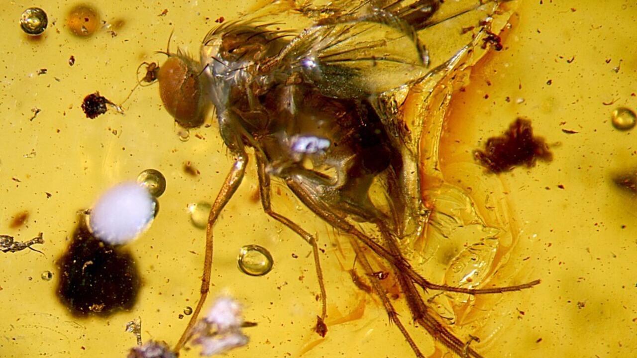 Des scientifiques découvrent de nombreux insectes fossilisés de l'époque des dinosaures