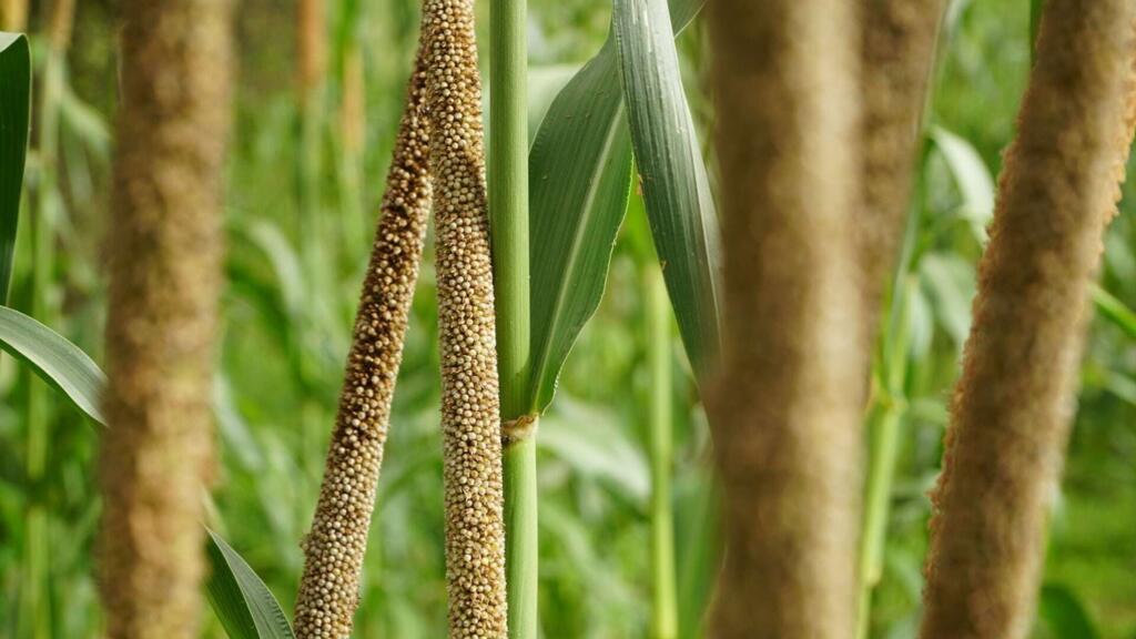 Panicules de mil perlé.