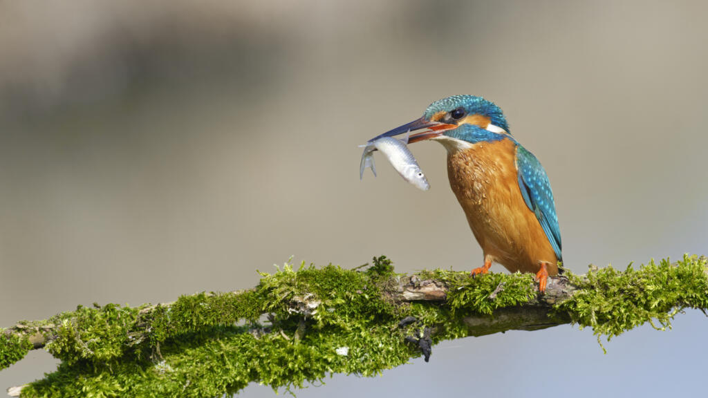 Pourquoi le vivant a inventé mille et une manière pour manger et boire ?