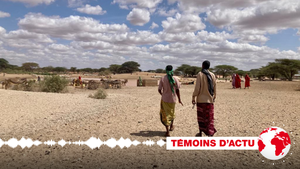 Selon l'ONU, la sécheresse a déjà décimé 1,5 million de têtes de bétail au Kenya et 7 millions en Afrique de l'Est.