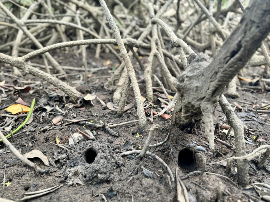 Manguezal da Vila dos Pesqueiros, na Ilha do Marajó.