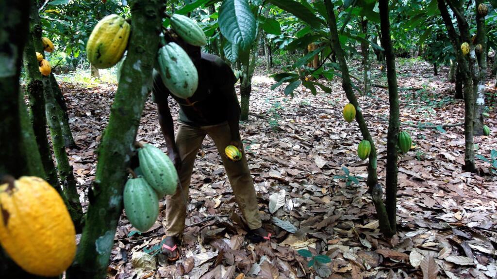 Une plantation de cacao à Toumodi, en Côte d'Ivoire.