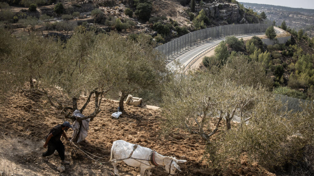 Cisjordanie occupée: «Un tiers des fermiers n’ont pas pu accéder à leurs plantations» d'oliviers