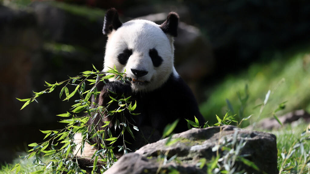 France: adieux émus du public à un couple de pandas, avant leur retour en Chine