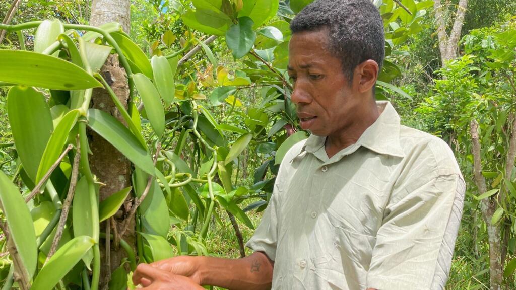 Albert Ramanontsoa dans sa plantation de vanille près de Sambava, au moment de la fécondation des fleurs.