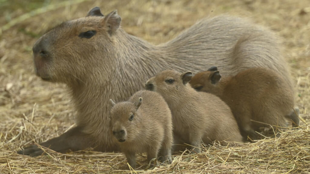 Des bébés capybara sont photographiés à côté de leur mère au zoo de Cali, à Cali, en Colombie, le 6 janvier 2023.