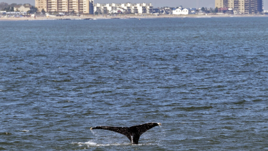Une baleine à bosse adolescente est observée depuis le navire American Princess, lors d'une croisière organisée par Goth Whale à New York, mercredi 23 septembre 2020.