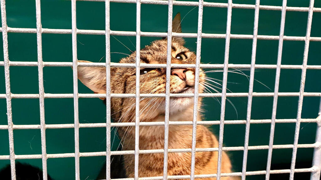 Les chats représentent les trois quarts des adoptions au refuge de la SPA Gennevilliers.