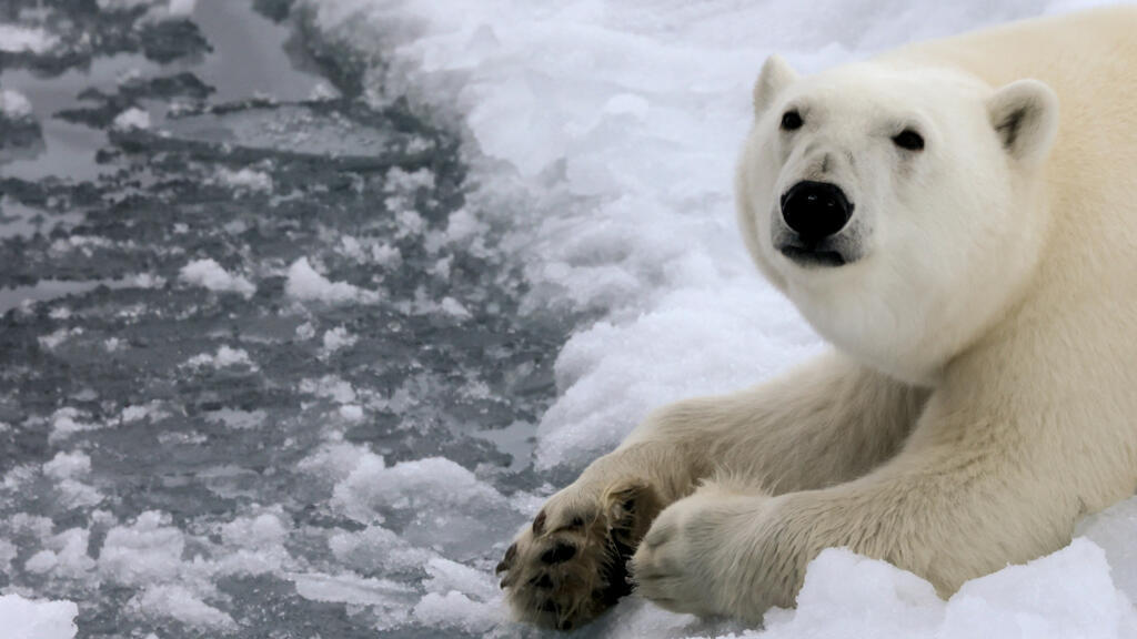 Un ours polaire dans la Terre George dans l'Arctique, le 22 août 2021. (Image d'illustration)