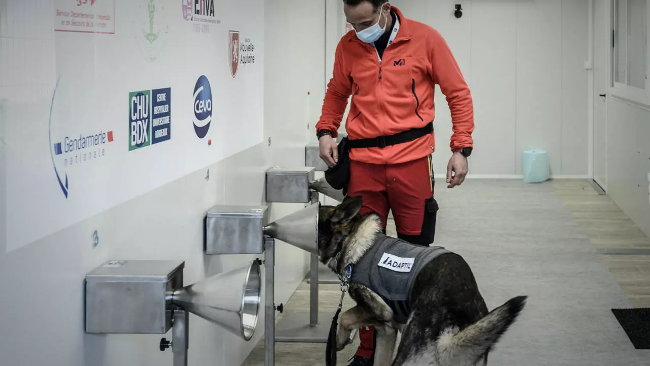 Francia usa perros para detectar el covid a través de la transpiración humana - RFI