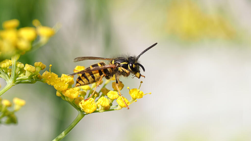 Image macro d'une guêpe anglaise [Vespula vulgaris] perchée sur des fleurs de fenouil.