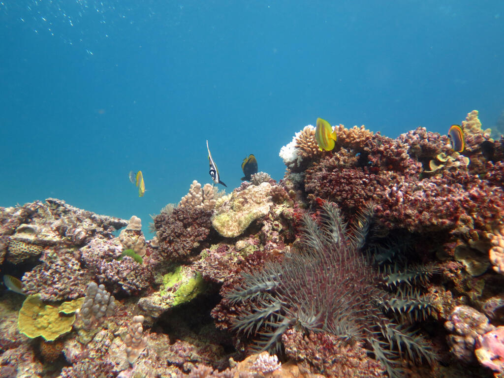 Foto do Institute for Marine and Antartic Studies, em 2 de novembro de 2020, mostra uma coroa de Thorns Starfish no recife de Swains, parte da Grande Barreira de Corais ao largo da costa leste da Austrália, no oceano Pacífico Sul.