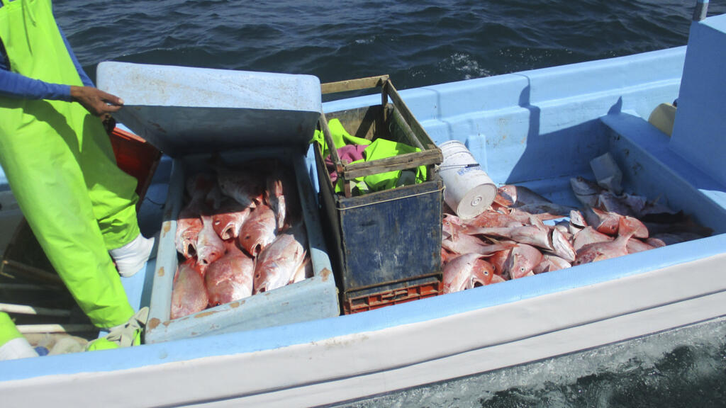 Les gardes-côtes américains ont arrêté dans le golfe du Mexique 4 pêcheurs mexicains se livrant à de la pêche illégale et saisi environ 150 à 200 livres de vivaneau rouge, le 19 octobre 2021.