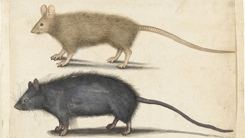 Dessins de rats.