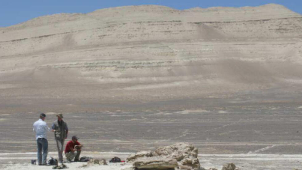 Léviathan Melvillei, le cachalot géant du Miocène découvert au Pérou