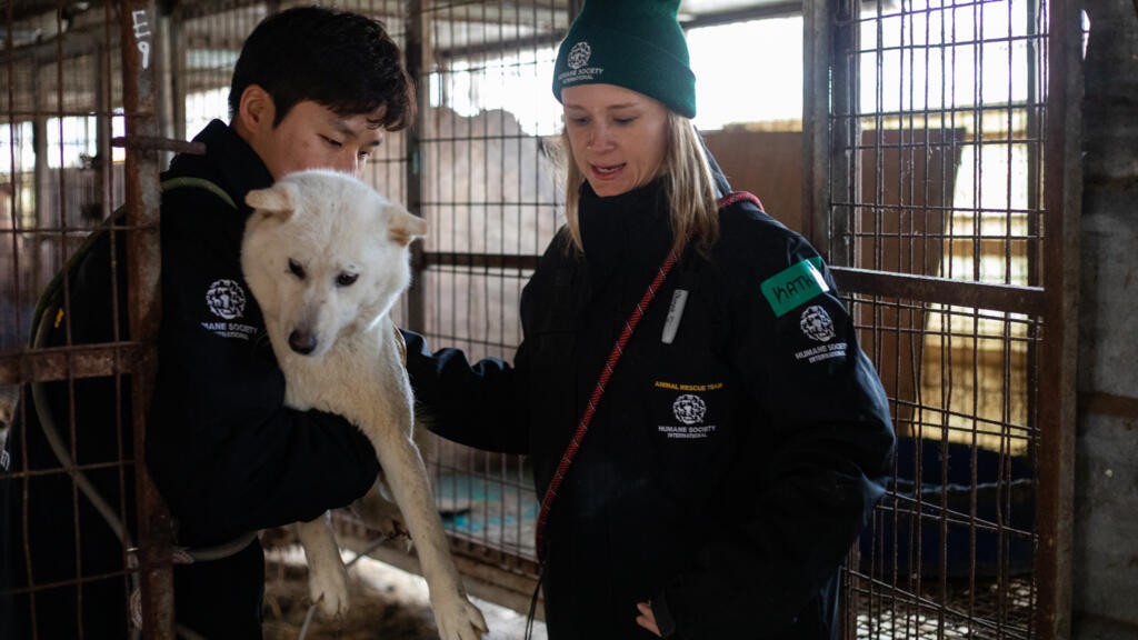Lors d'une opération de sauvetage de chiens par l'ONG Humane Society International en Corée du Sud (avril 2023).