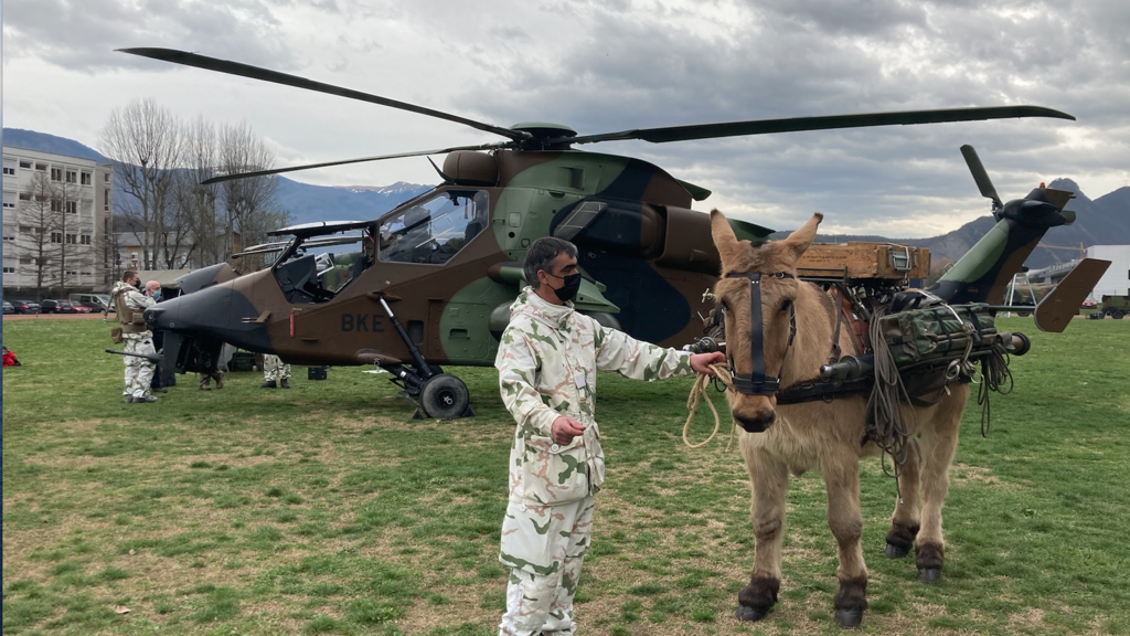 Une mule du 7ème Bataillon de Chasseur Alpin de Varces, en Isère.
