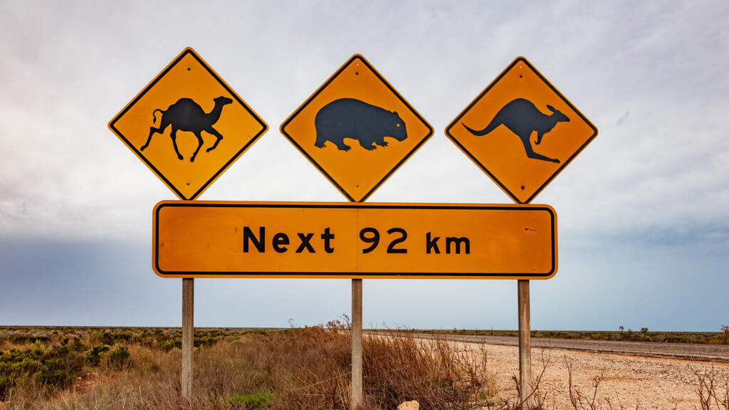 Ce panneau routier avertit les conducteurs de la présence d'animaux sauvages, dont des dromadaires, susceptibles de se promener sur la route en traversant les plaines de Nullarbor, dans le sud de l'Australie.