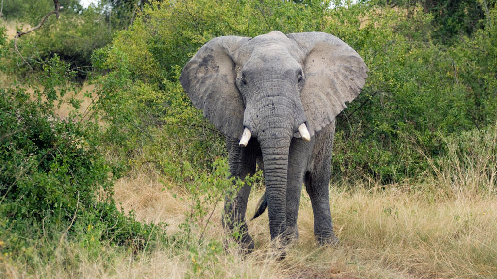 Des études ont montré que certains animaux peuvent reconnaître des sons, des odeurs ou même des vêtements associés à des groupes humains qu'ils considèrent dangereux, et adopter des stratégies d’évitement ou de défense.