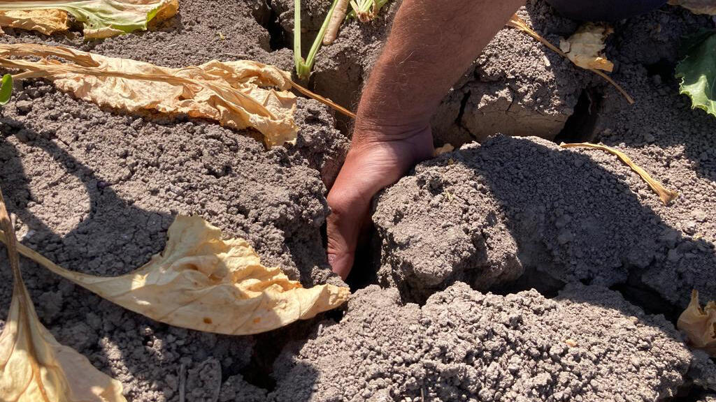 Des fissures se sont formées dans ce champ d'El Trobal au sud de Séville.