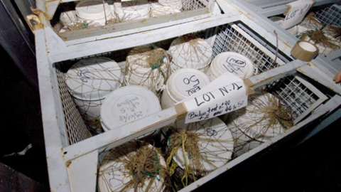 Saisie de 2,5 tonnes de cocaïne dans la cargaison d'un bateau de pêche libérien par la marine française, à environ 500 kilomètres au large de Monrovia, le 29 janvier 2008.