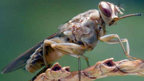 The WHO has announced that Kenya has eliminated sleeping sickness, a disease spread by the tsetse fly.