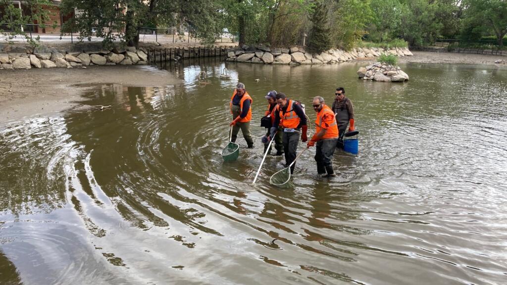 Pêche électrique organisée par la Fédération de pêche 66 au parc de Clairfont, à Toulouges (Pyrénées-Orientales), pour sauver carpes, gardons, perches et anguilles notamment.