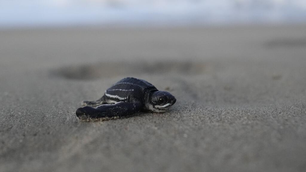 La progéniture des tortues marines est accompagnée jusqu'à la mer par les écogardes. (Image d'illustration)
