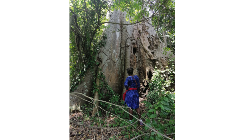 La forêt centenaire de Niaouli, au Bénin.