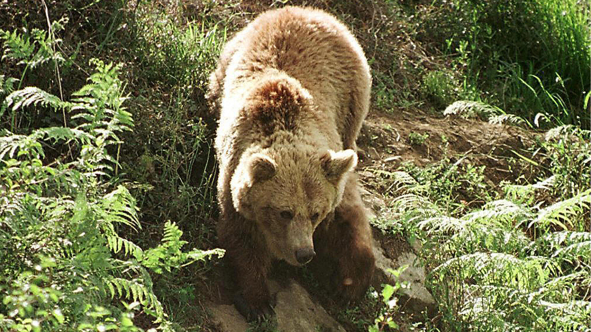 Tola, un ours brun vivant en «liberté partielle» au parc Proaza,  dans la région des Asturies, au nord-ouest de l’Espagne. 
