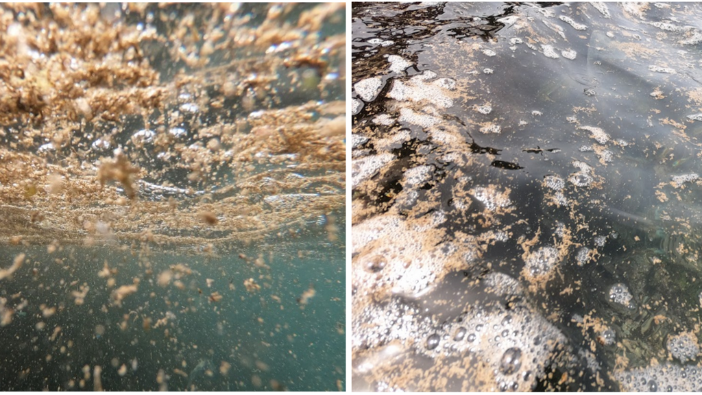 Les microalgues à l’origine de cette toxine se développent à deux ou trois mètres de profondeur quand l’eau est chaude, mais d’autres raisons expliquent leur efflorescence.