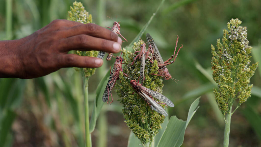 Un fermier éthiopien retire des criquets pélerins d'un plant de sorgho, dans le village de Jawaha, dans la région Amhara.