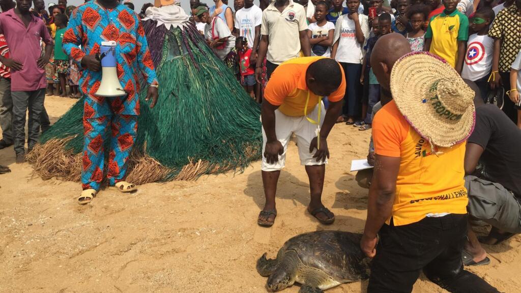 Des éco-gardes relâchent une tortue, elle sera protégée par le vodoun Zangbéto. Le Bénin a signé les textes protégeant ses espèces marines. Mais les pêcheurs continuent de les attraper.