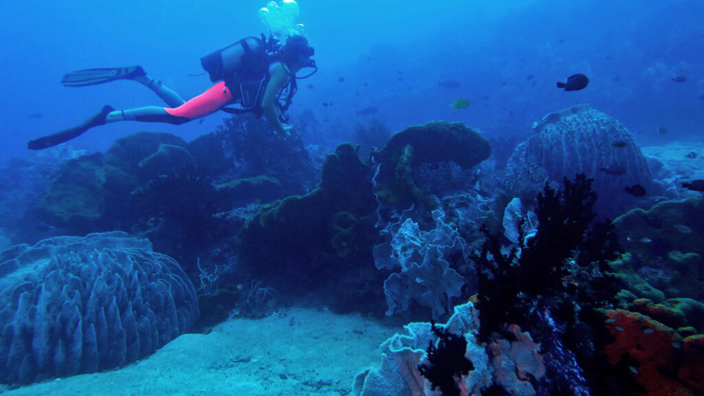 Triangle de Corail en Asie: une expédition veut «comprendre sa résistance face au changement climatique»