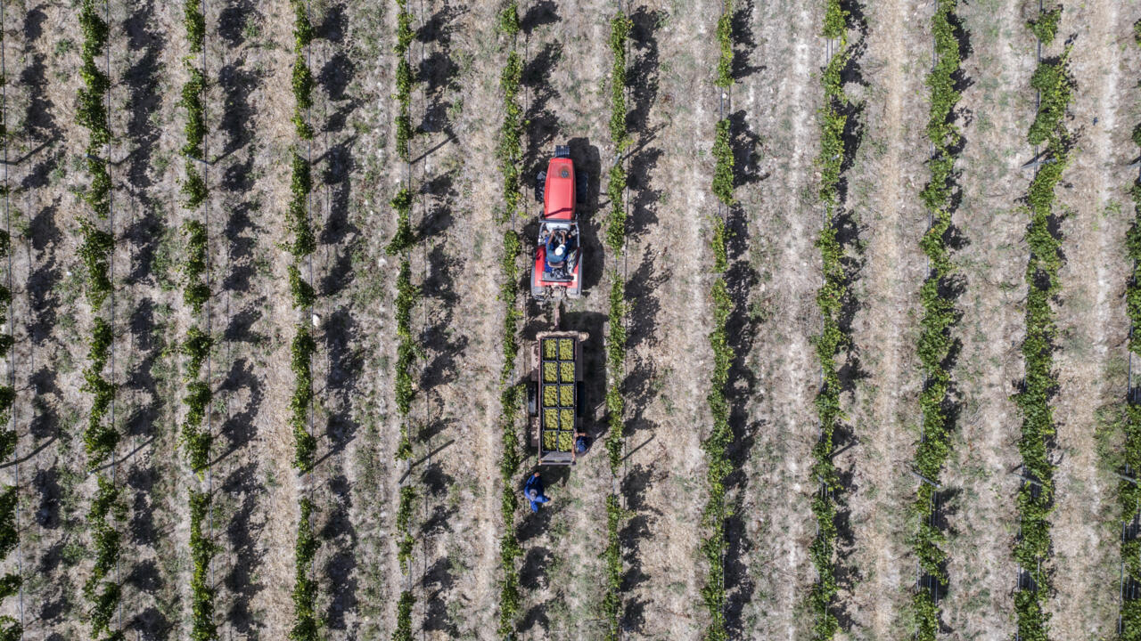 In the wine cellars of the Mosaic in Pretoria, a heritage of South