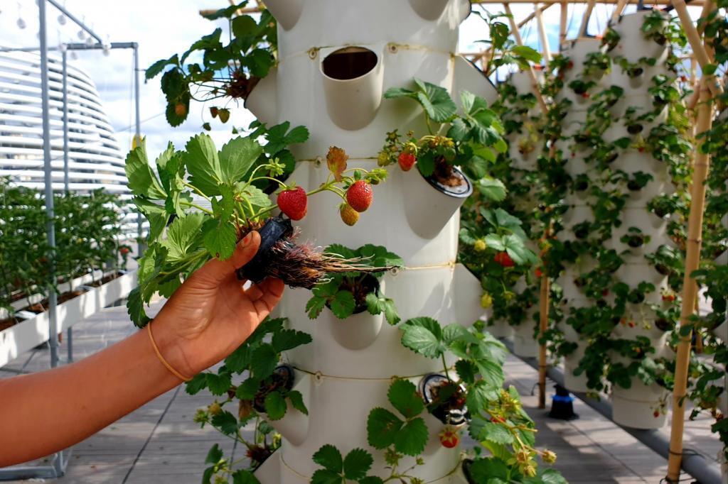 En agriculture urbaine, on cultive sans terre. Les racines nues des plants reçoivent seulement de l'eau et des nutriments.