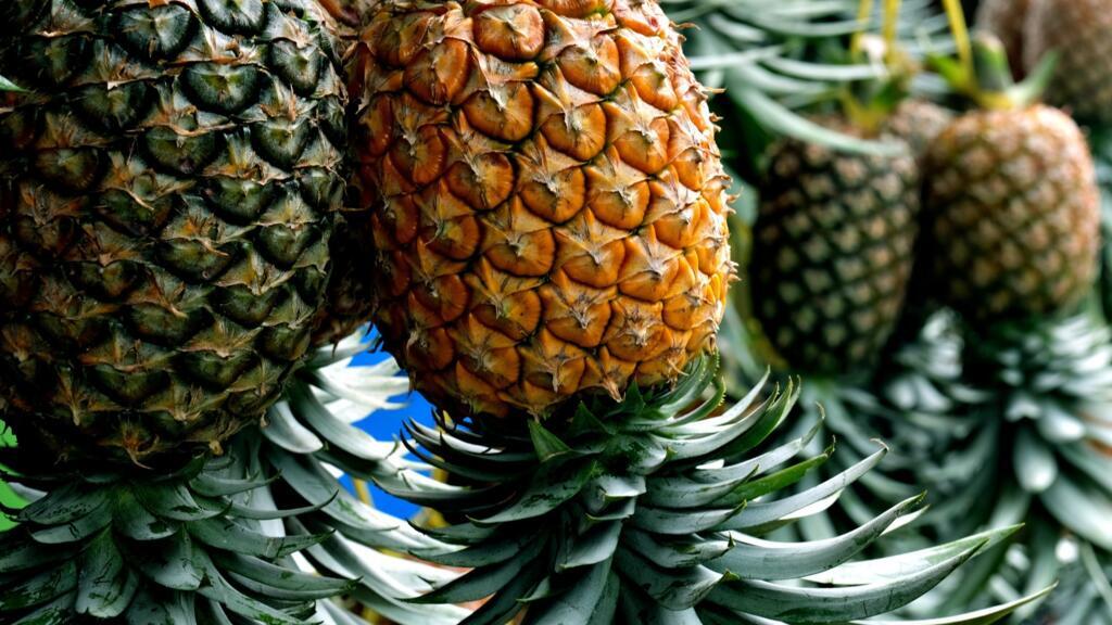 La production d'ananas du Costa Rica est de moins en moins régulière