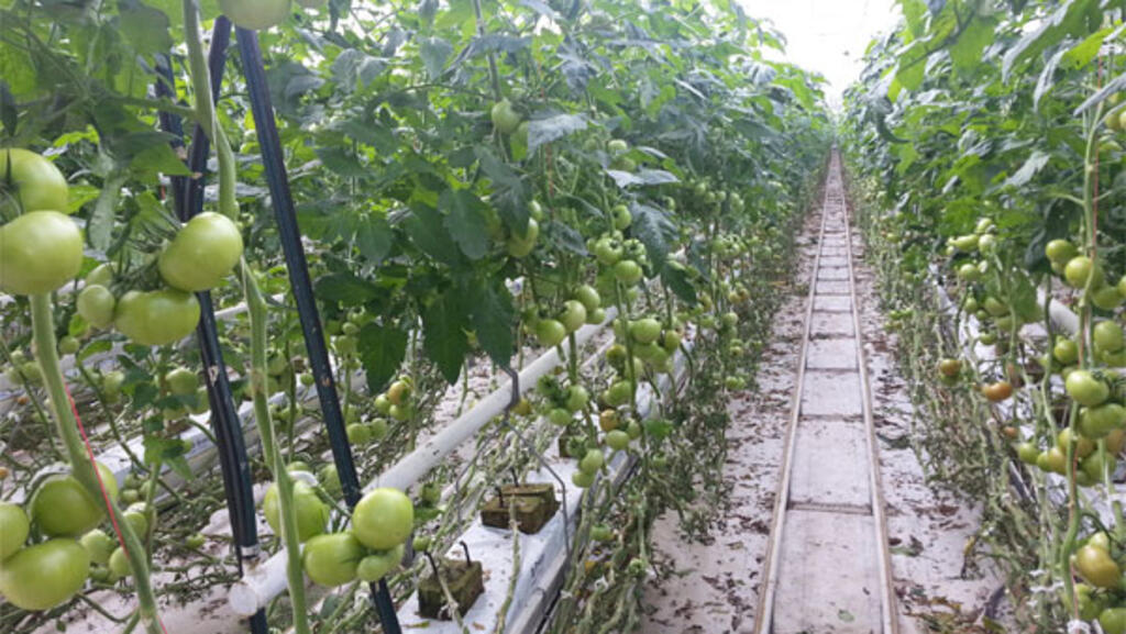 Travées de tomates (image d'illustration).
