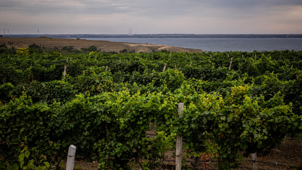 En Ukraine, la viticulture survit à la guerre