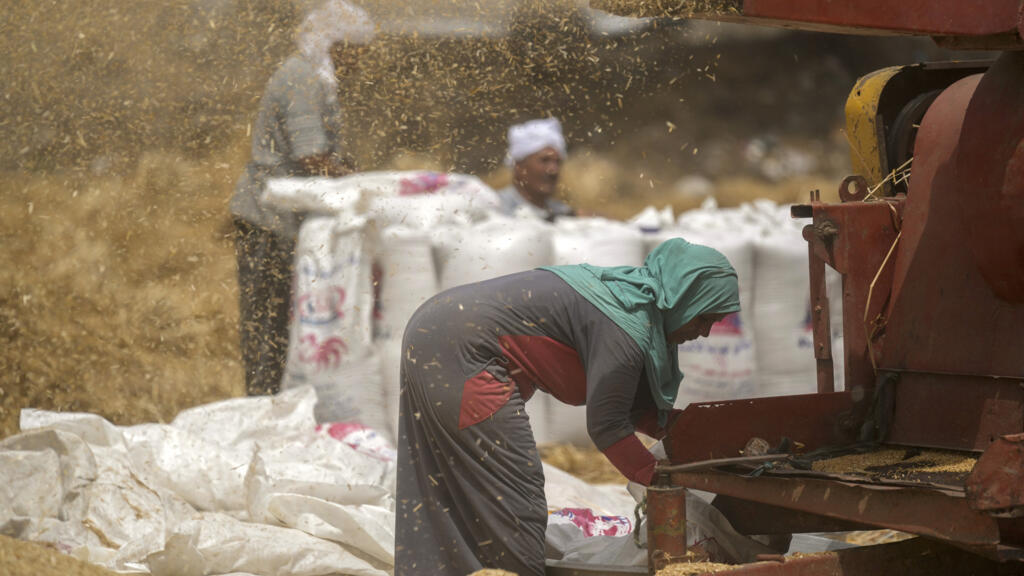 Approvisionnement en blé local, l'ambition égyptienne pour 2026