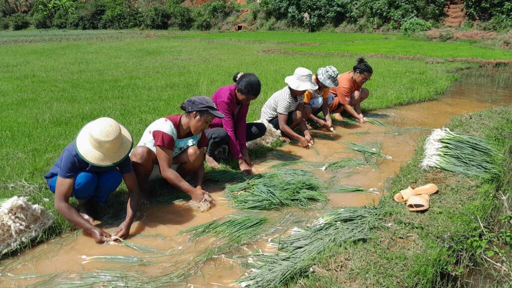 Des femmes d'Ambatolampy nettoient la ciboulette récoltée.