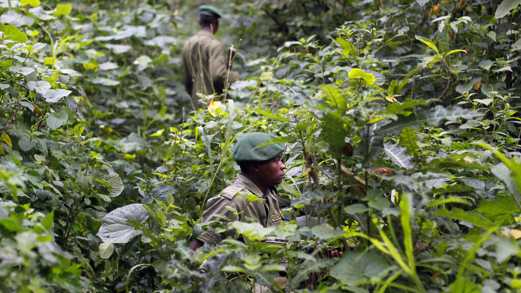 Des gardes patrouillent dans le parc national des Virunga, au nord de Goma en RDC.