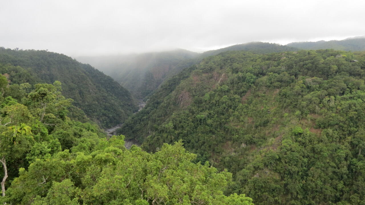 En Australie, des forêts tropicales émettent plus de CO2 qu'elles n'en retiennent