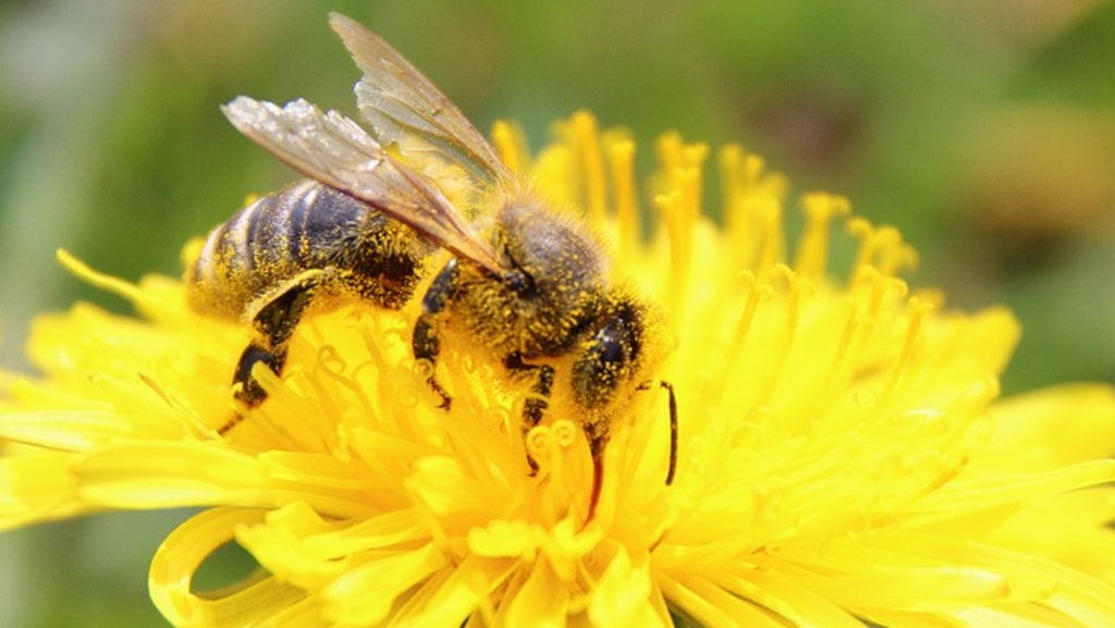 Une abeille butinant une fleur de pissenlit.