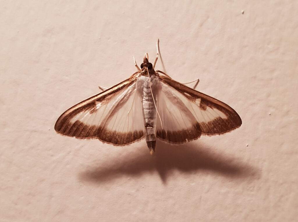 La Pyrale du buis ne vit qu'une quinzaine de jours au stade de papillon.