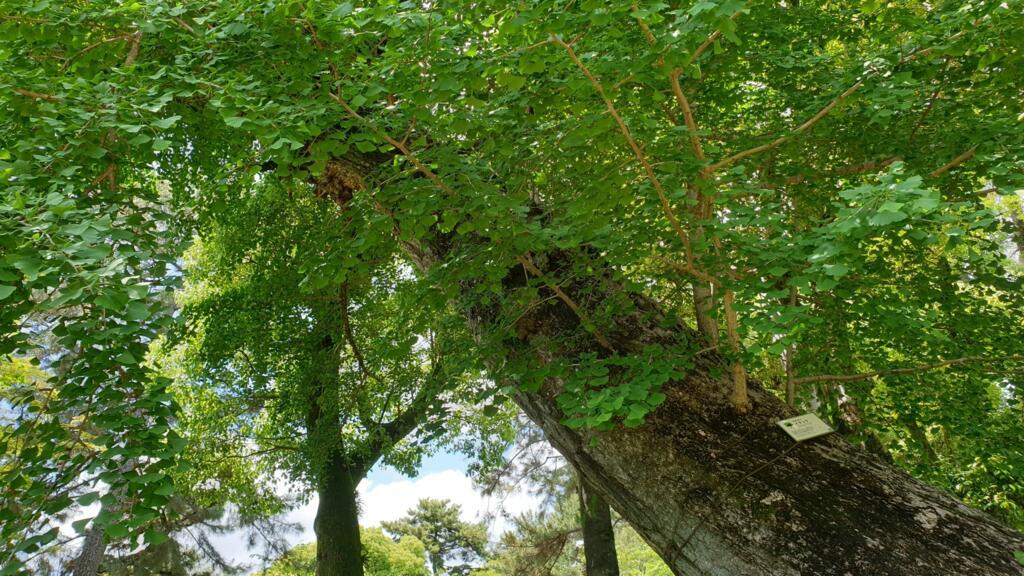 Ce ginkgo biloba est le seul arbre du jardin Shukkei-en de Hiroshima à avoir survécu à la bombe du 6 août 1945.