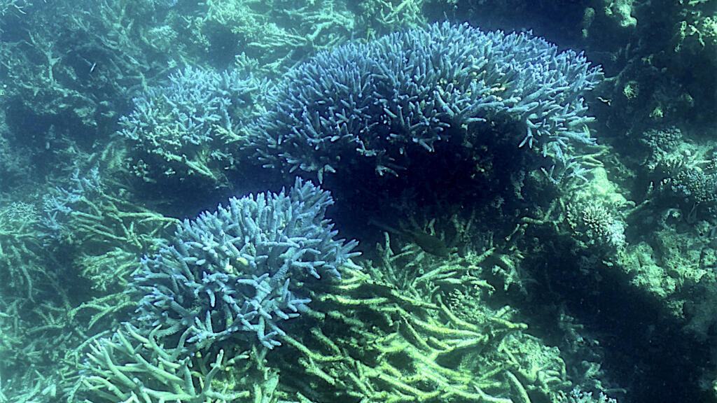 Un corail blanchi dans le parc marin de la Grande barrière de corail au large des côtes australiennes.