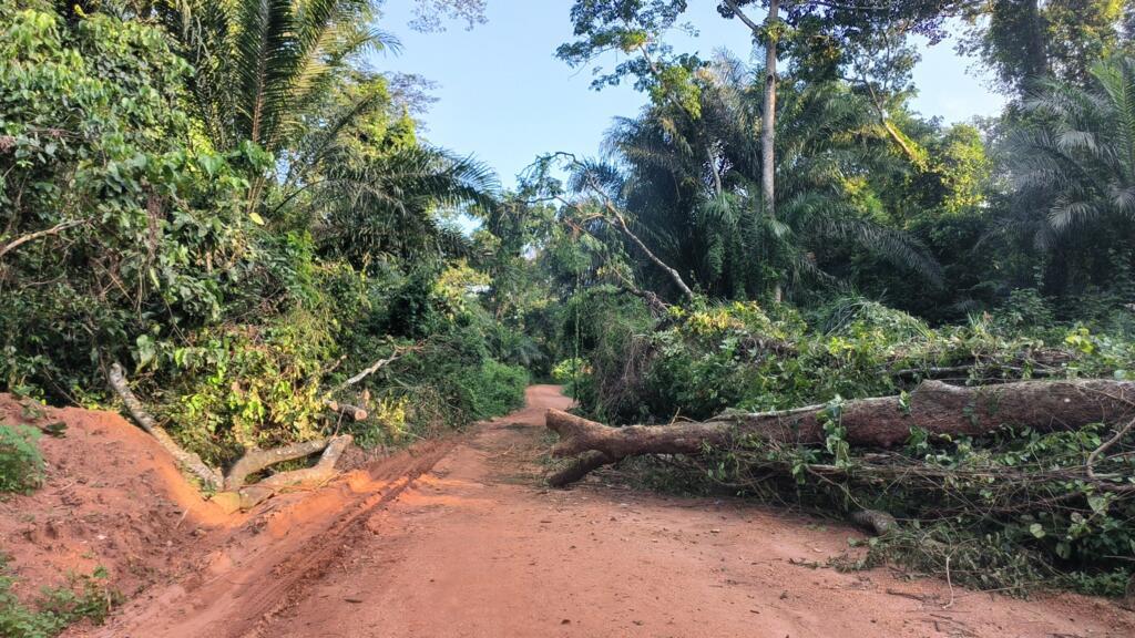 Un arbre d'environ 50 mètres abattu par des coupeurs clandestins dans le bassin du Congo, à 10 km de la ville de Mongoumba près de la frontière avec la République du Congo au sud-ouest du pays.